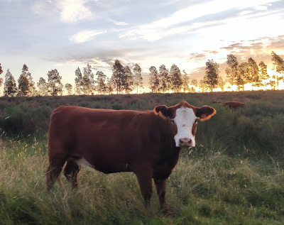 Foto vaca en el campo