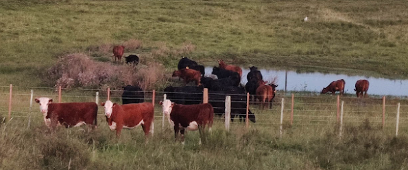 Foto lote de animales en campo