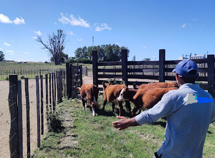 Hombre trabajando en campo con animales